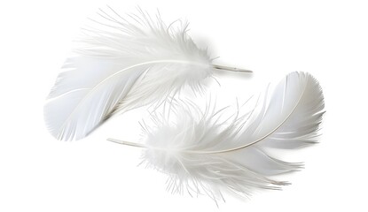 White Feathers Isolated on White Background