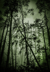 Beautiful forest with fog, 3D illustration