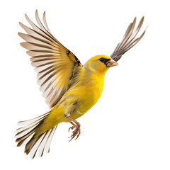 "Charming American Goldfinch in Mid-Flight Showcasing Brilliant Colors Isolated on Transparent Background"