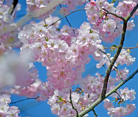 Kirschblüte in Deutschland