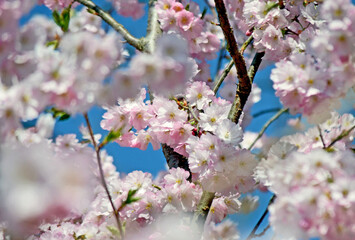 Fototapeta premium Kirschblüten im Frühling 