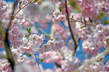 Kirschblüte in Deutschland