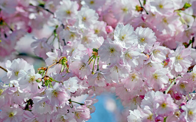 Kirschblüte in Deutschland