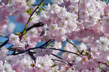 Der Frühling ist da