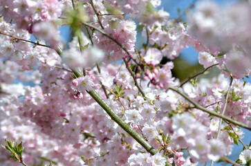 Der Frühling ist da