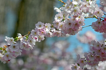 Der Frühling ist da