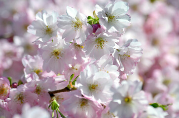 Der Frühling ist da