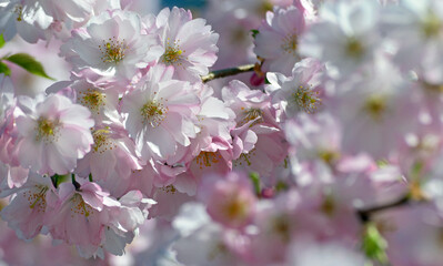 Kirschblüte in Deutschland
