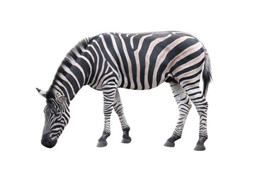 Zebra animal isolated on white background