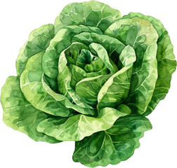 A watercolor painting of a green lettuce head, isolated on a white background.