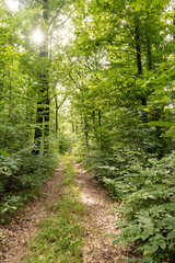 Obraz premium Dirt road in a lush green forest