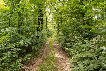  Dirt road in a lush green forest