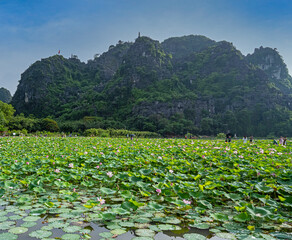 champ de lotus à Tam Coc, Vietnam