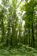 Lush green forest with dense vegetation