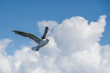 洞爺湖のオオセグロカモメ