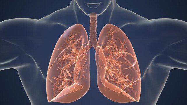 Human respiratory system lungs anatomy