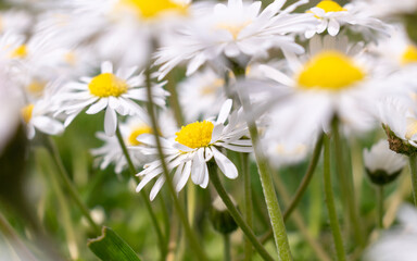 Daisy flower close up in group of daisies