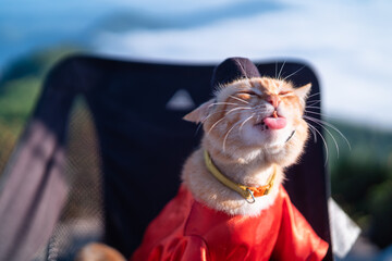 Portrait of a domestic cat wearing Melayu costumes