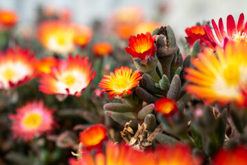 Small bright red and orange flowers in cactus close up