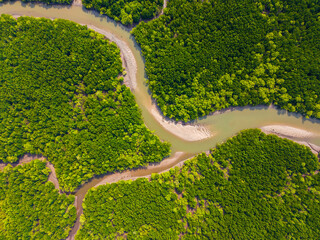 Aerial view of mangrove forest in tropical rainforest in Ranong Province, Thailand