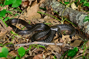 grau-schwarze Äskulapnatter // grey-black Aesculapian snake (Zamenis longissimus)  - Ropotamo National Park, Bulgaria