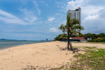 A lonely palm tree growing on the sandy shore of a tropical sea against a background of a blue sky with clouds and a skyscraper.