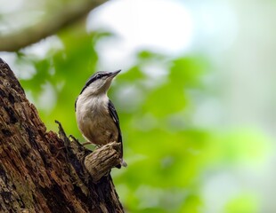 森の中で枯れ木の上で周りを見渡しているゴジュウカラ