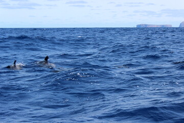 Fototapeta premium Grindwal, Pilotwal,Wale im Meer, Hintergrund, Textur