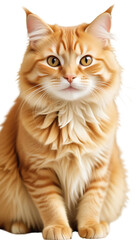 Obraz premium beautiful cat