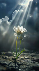 Resilience and Radiance - A Daisy's Triumph Amidst the Storm