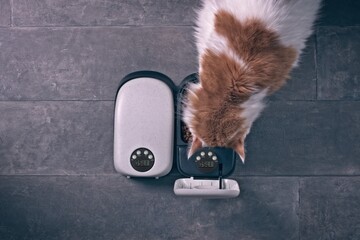 Cute longhair cat eating dry food from a  automatic feeder machine. Seen directly above.