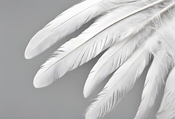 white feather on black background