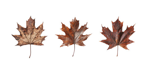 Fototapeta premium set an old brown maple leaf, white background