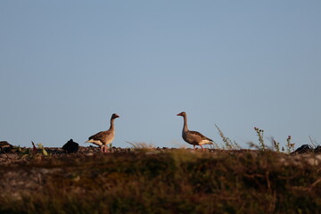 goose in the Ricky west coast
