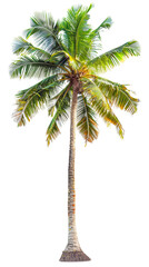 "Lush Green Coconut Palm Tree, Displayed in Its Natural Form, Isolated On Transparent Background."
