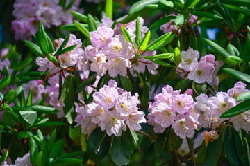 Rhododendron on mountains in Summer