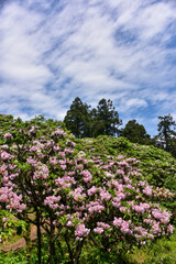 Rhododendron on mountains in Summer