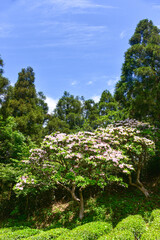 Rhododendron on mountains in Summer