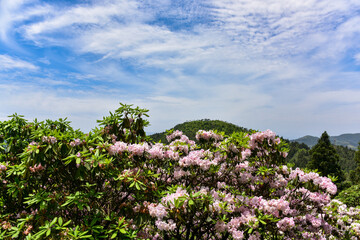 Rhododendron on mountains in Summer