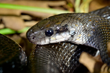 grau-schwarze Äskulapnatter // grey-black Aesculapian snake (Zamenis longissimus) - Ropotamo National Park, Bulgaria