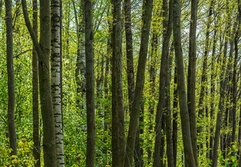 Forest tree trunks background .