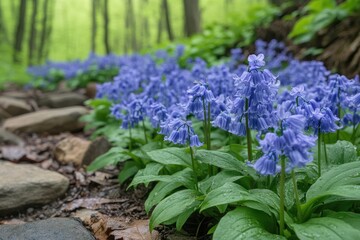 Stone path winding through bluebells blooming in spring forest