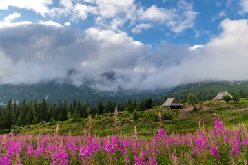 Tatra Mountains Sunrise Over Gasienicowa Valley with Vibrant Flowers