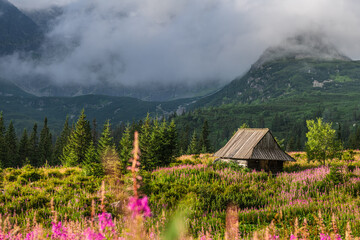 Morning Glow Over Tatra Mountains and Gasienicowa Valley Flowers