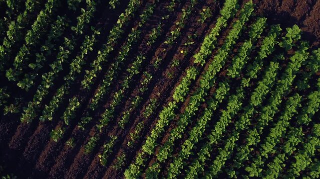Aerial video showcasing expansive green agricultural fields with organized crops, representing modern farming practices and sustainable agriculture