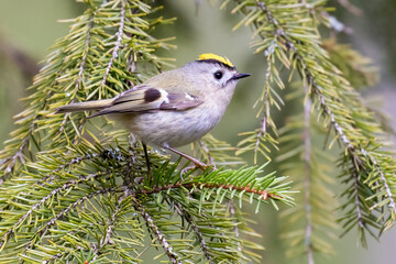 Goldcrest