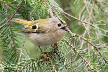 Goldcrest