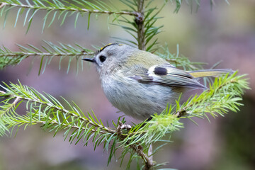 Goldcrest