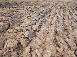 Agricultural land, clay, Zwartwaterland, Overijssel province, The Netherlands