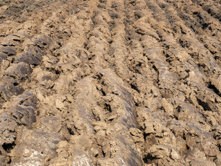 Agricultural land, clay, Zwartwaterland, Overijssel province, The Netherlands